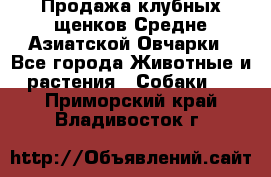 Продажа клубных щенков Средне Азиатской Овчарки - Все города Животные и растения » Собаки   . Приморский край,Владивосток г.